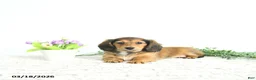 Miniature Dachshund dogs for sale: Rosie - Ad 4