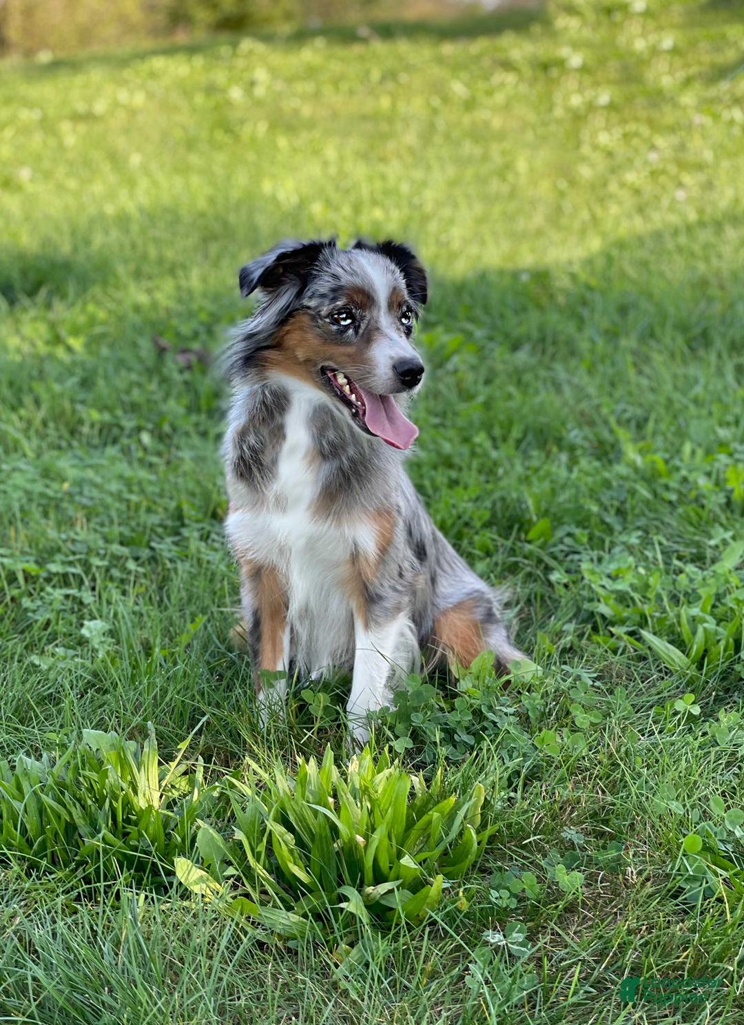 Mini Aussiedoodle dogs for sale: Riggs - Ad 5