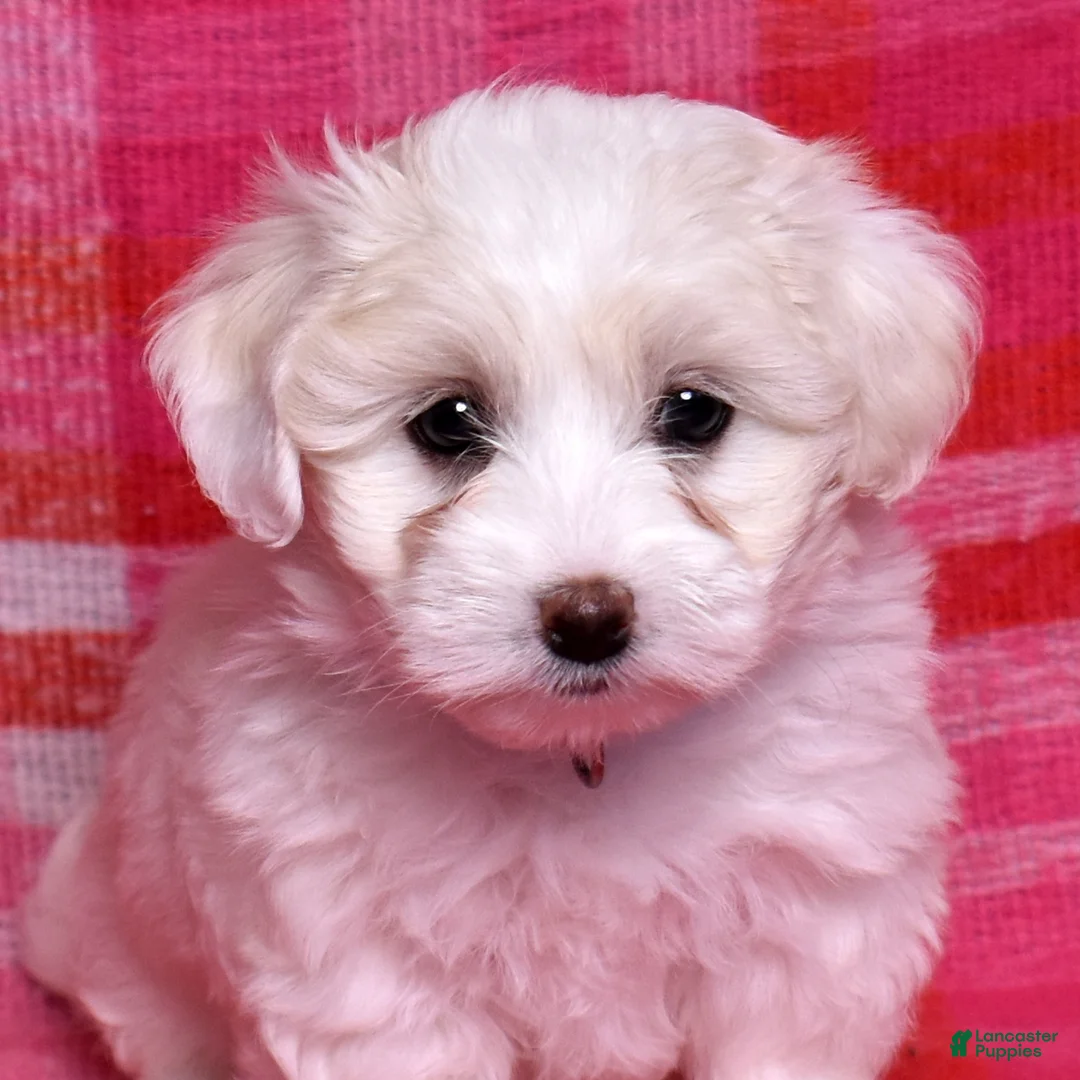 Coton De Tulear dogs for sale: Belle  - Ad 1