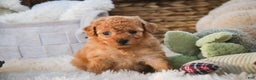 Miniature Poodle dogs for sale: Fredrick - Ad 8