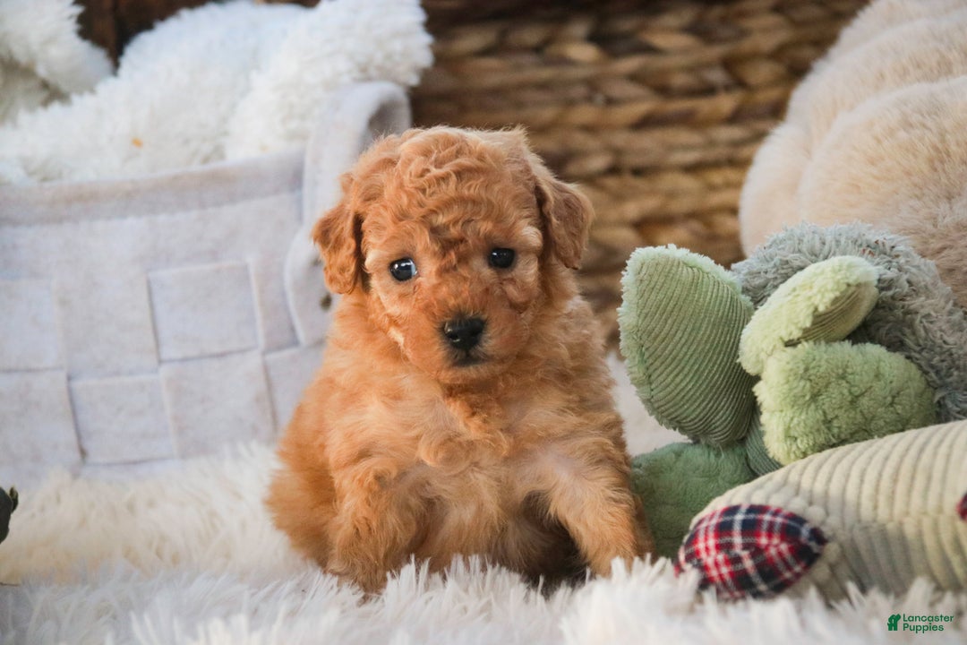 Miniature Poodle dogs for sale: Fredrick - Ad 8