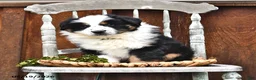 Australian Shepherd dogs for sale: Zack - Ad 4