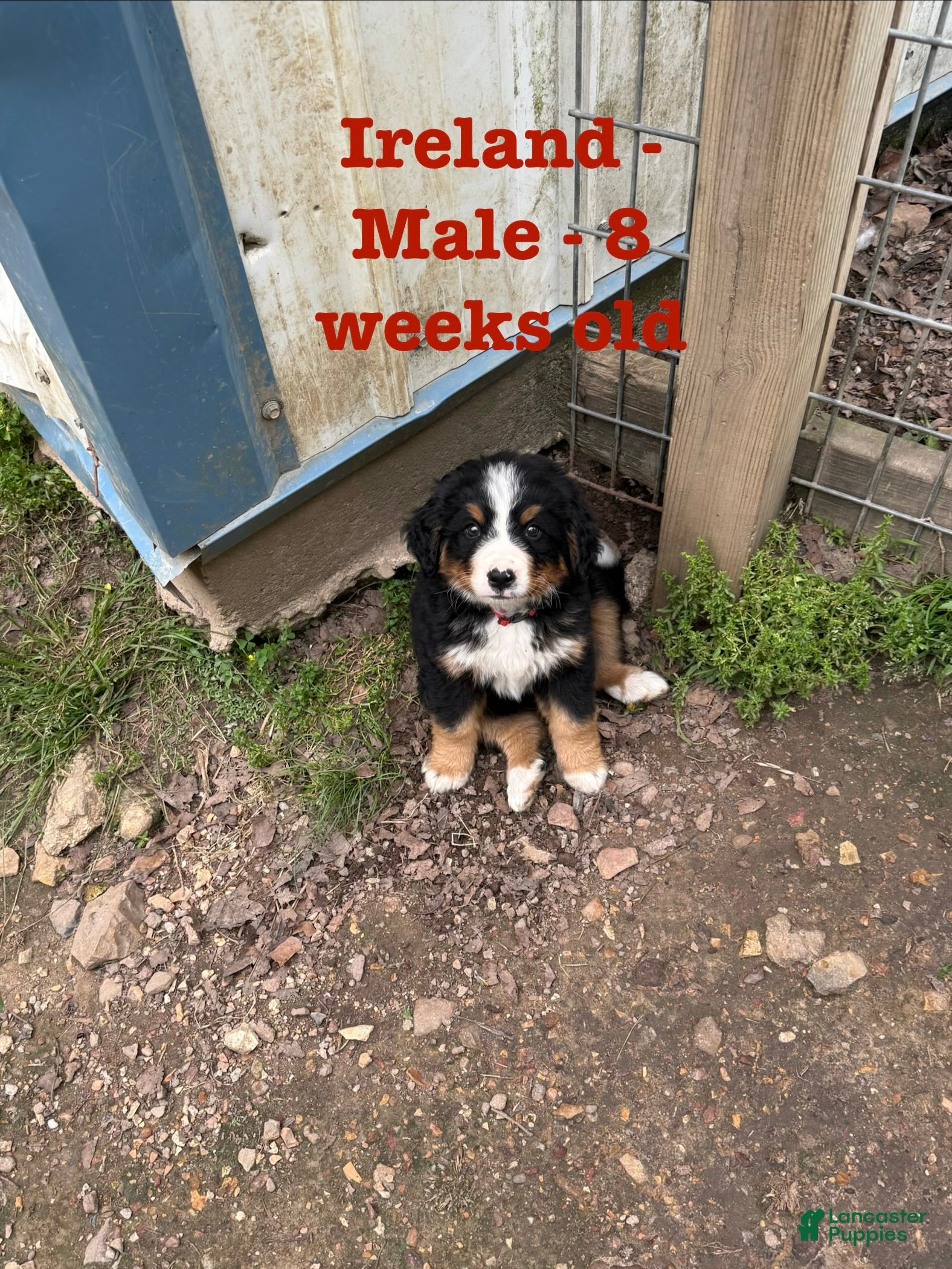 Bernese Mountain Dog dogs Ireland - Ad 39
