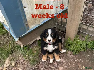Bernese Mountain Dog dogs Ireland - Ad 25