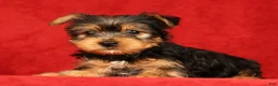 Yorkshire Terrier dogs for sale: Haven - Ad 4