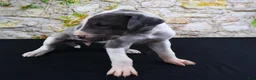 Great Dane dogs for sale: Cujo - Ad 8