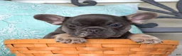 French Bulldog dogs for sale: Zoey - Ad 4