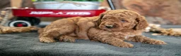 Miniature Poodle dogs for sale: Opal - Ad 1