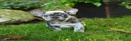French Bulldog dogs for sale: Frosty - Ad 3