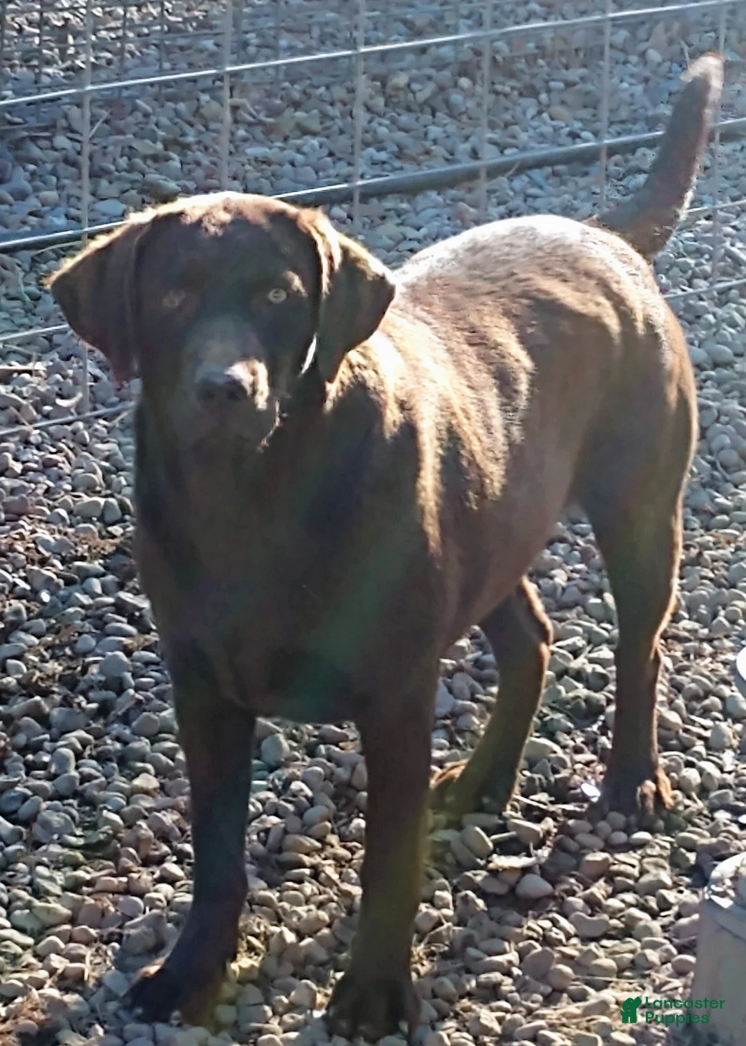 Labrador Retriever dogs for sale: Labrador Retriever Puppy 1 - Ad 2