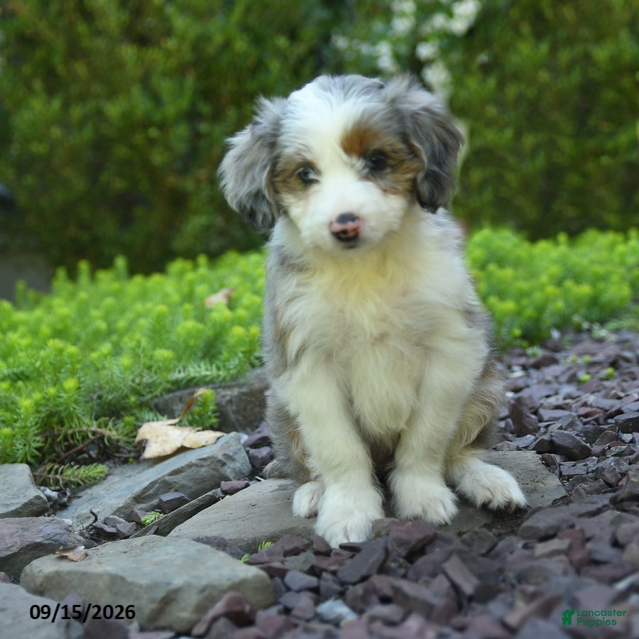 Aussiedoodle dogs Perunia - Ad 1