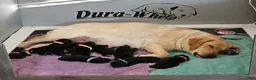 Labrador Retriever dogs for sale: Labrador Retriever 1 - Ad 2