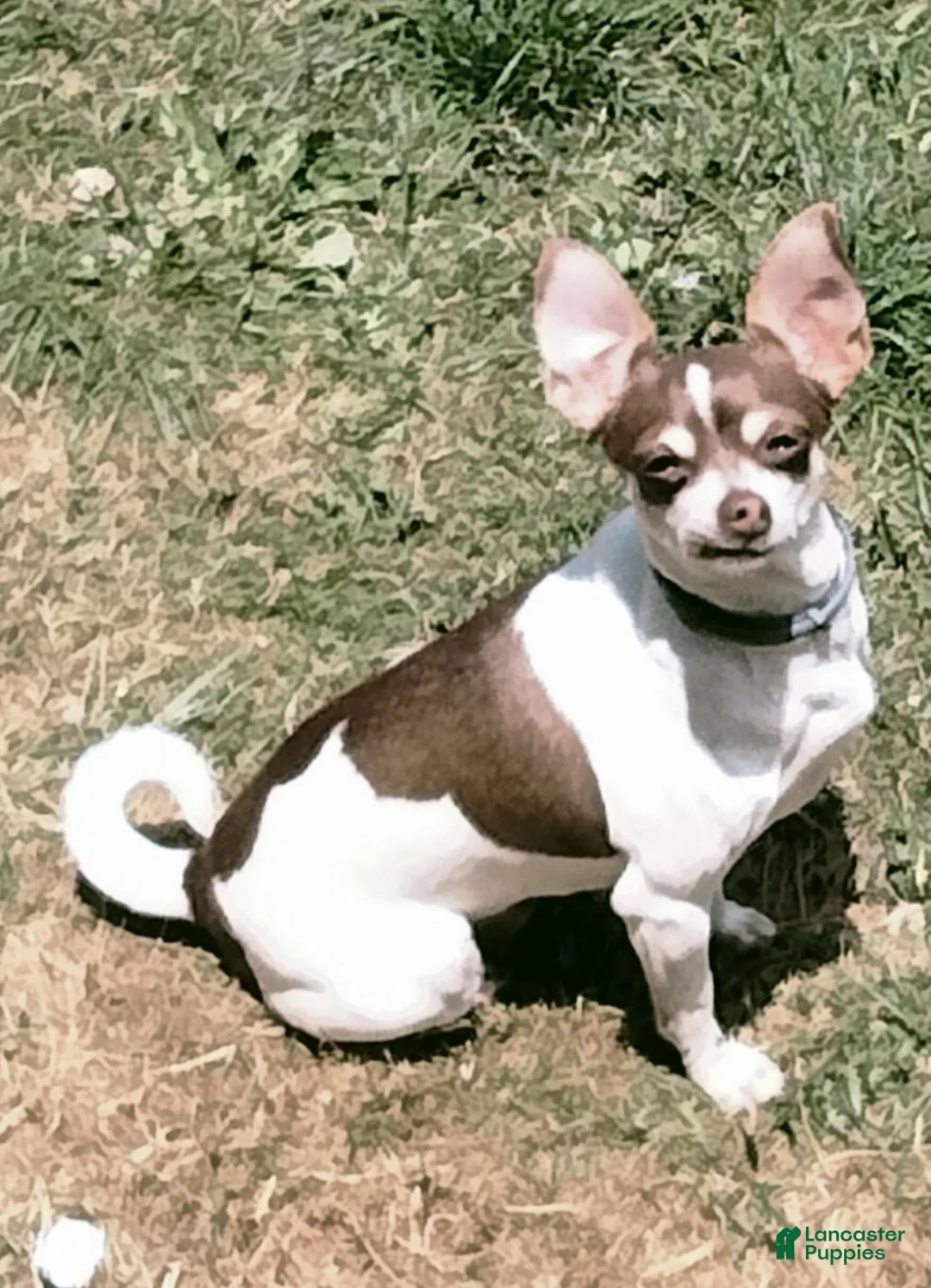 Chihuahua dogs for sale: Mia - Ad 5