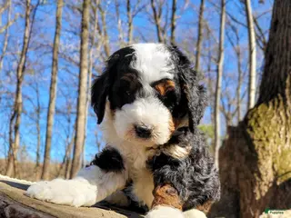 Mini Bernedoodle dogs Everest - Ad 24