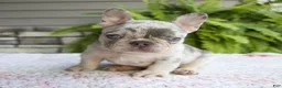 French Bulldog dogs for sale: Rubble - Ad 6