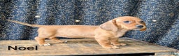 Dachshund dogs for sale: Noel - Ad 2