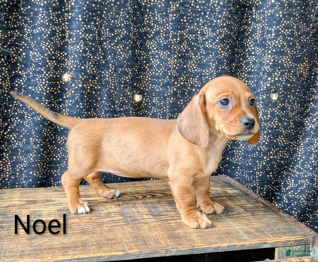 Dachshund dogs for sale: Noel - Ad 2