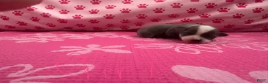 Chihuahua Puppy 3