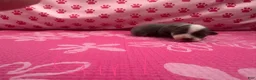Chihuahua dogs for sale: Chihuahua Puppy 3 - Ad 1