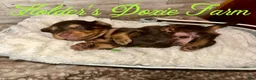 Miniature Dachshund dogs for sale: Bashful - Ad 8
