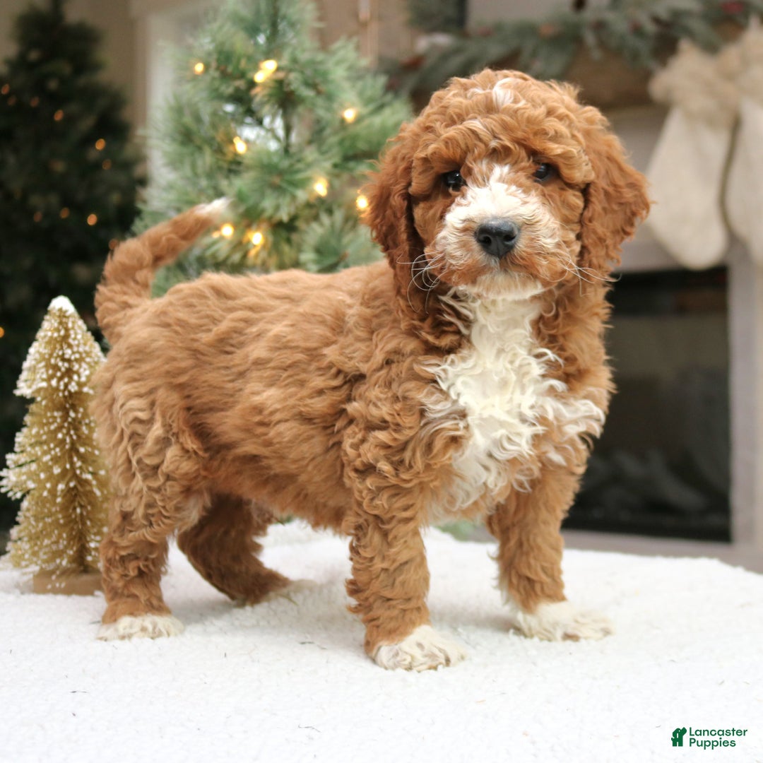 Mini Goldendoodle dogs for sale: Ozzy  - Ad 3