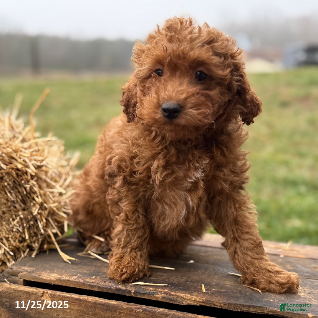 Irish Doodle dogs for sale: Fynn - Ad 3