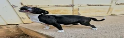 Mixed Breed dogs for sale: Female 2 - Ad 3
