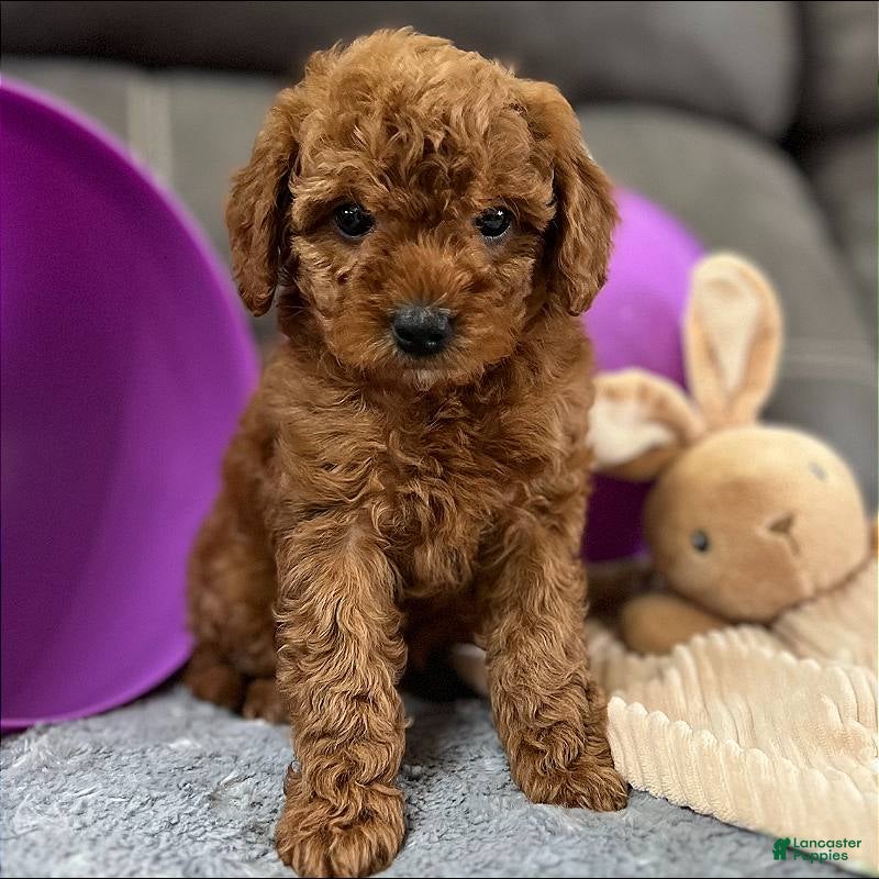 Mini Goldendoodle dogs Murphey (Micro Mini Boy) - Ad 1