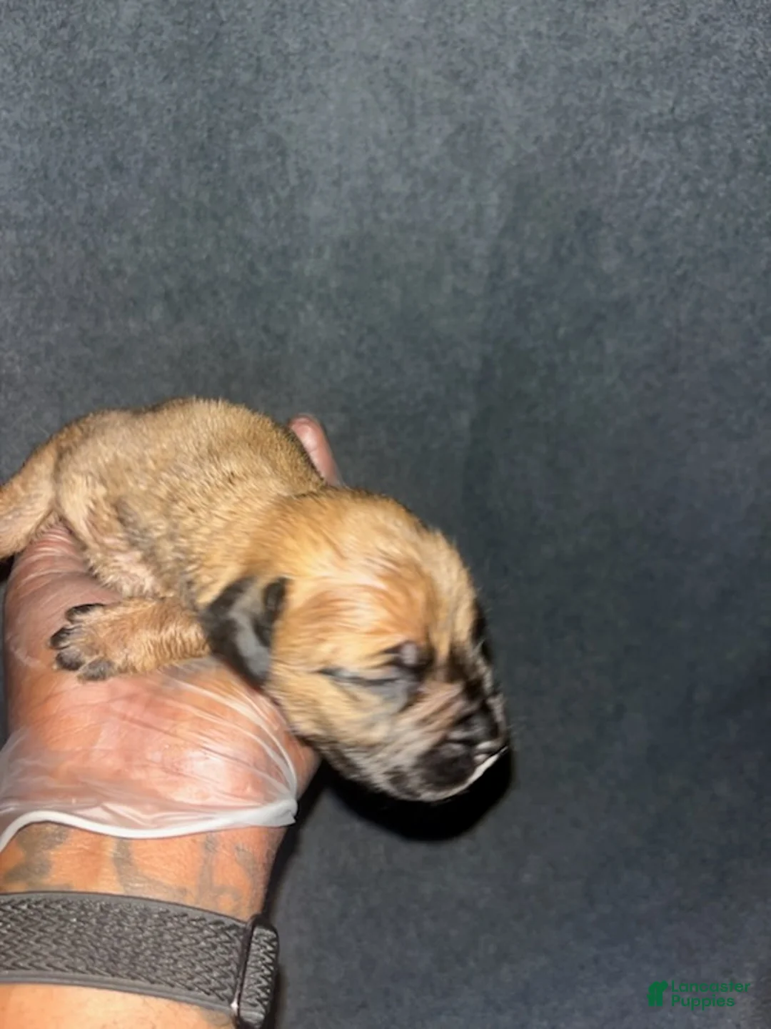 South African Boerboels dogs for sale: Bullet  - Ad 2