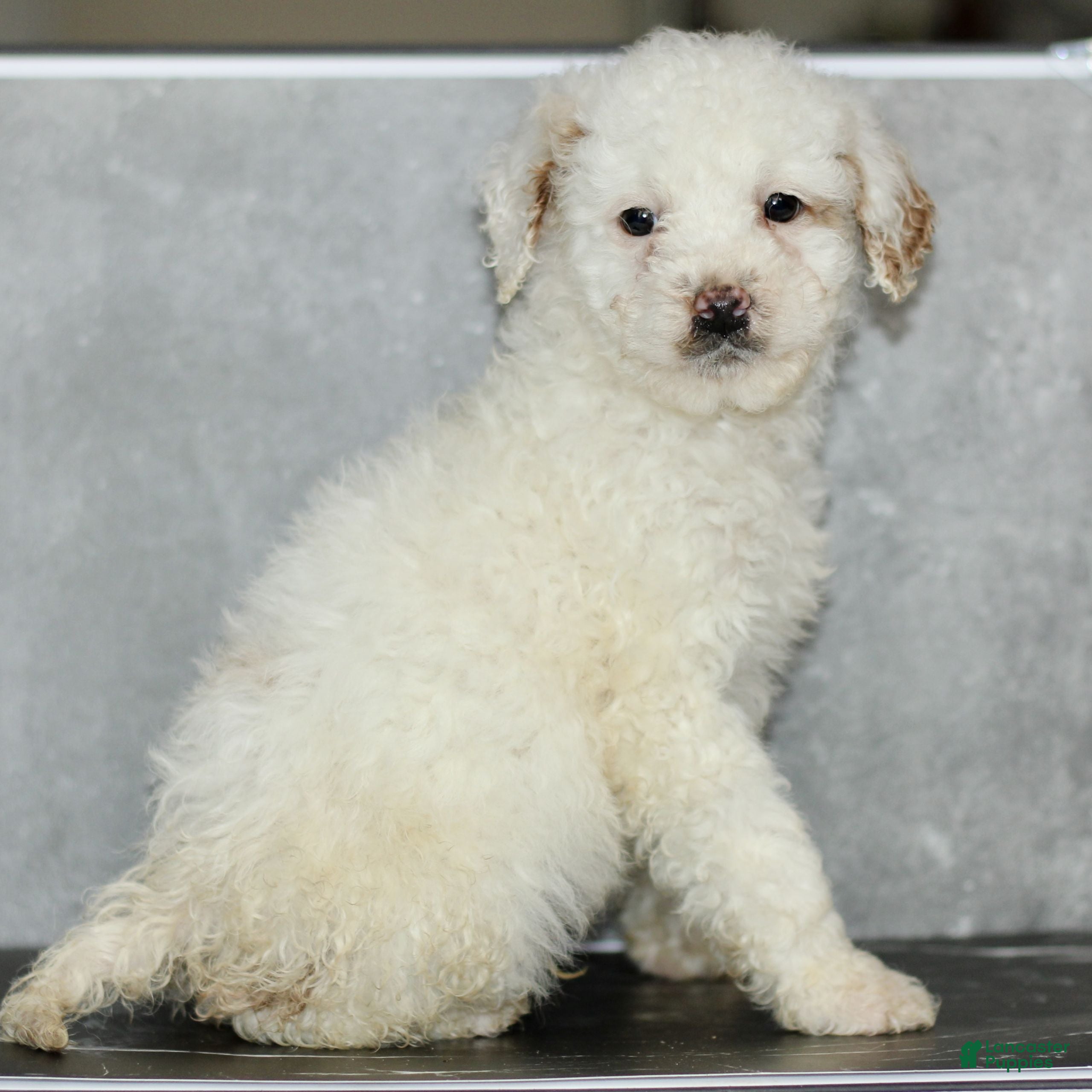 Miniature Poodle dogs Kenny - Ad 2