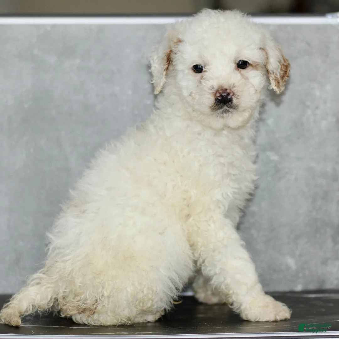 Miniature Poodle dogs for sale: Kenny - Ad 2