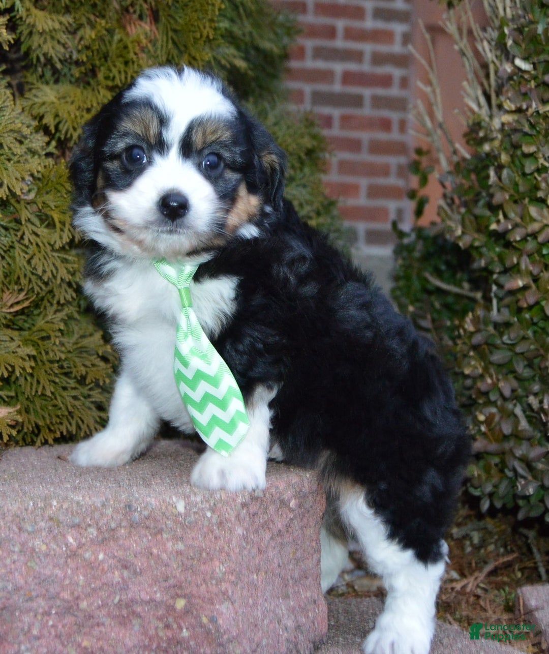 Mini Aussiedoodle dogs for sale: Mini Arlo - Ad 15