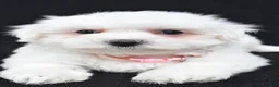 Maltese dogs for sale: Tiny - Ad 8