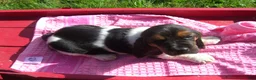Basset Hound dogs for sale: Beatrice - Ad 3