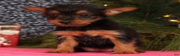 Yorkshire Terrier dogs for sale: Marsha - Ad 7