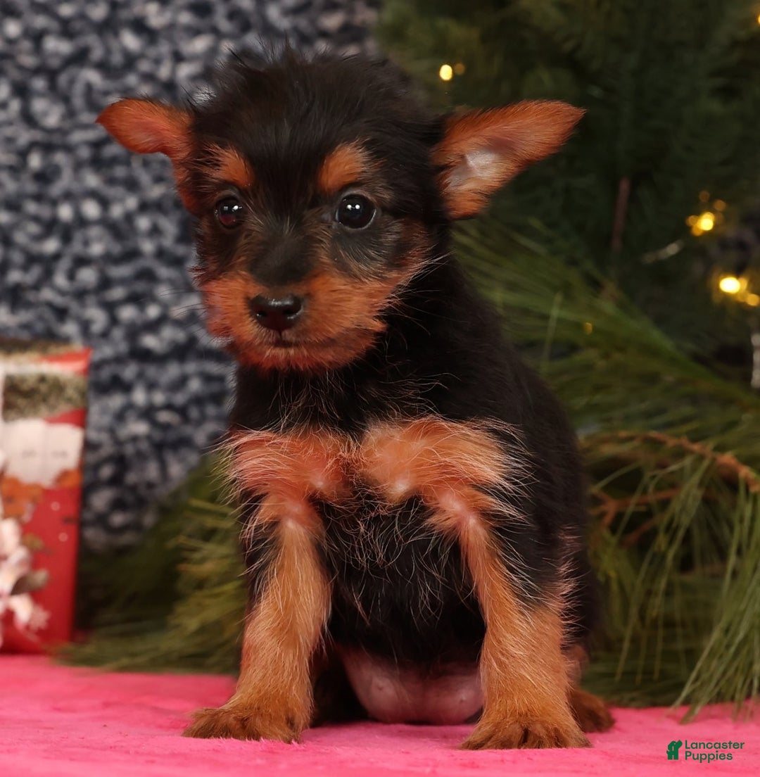 Yorkshire Terrier dogs for sale: Marsha - Ad 7