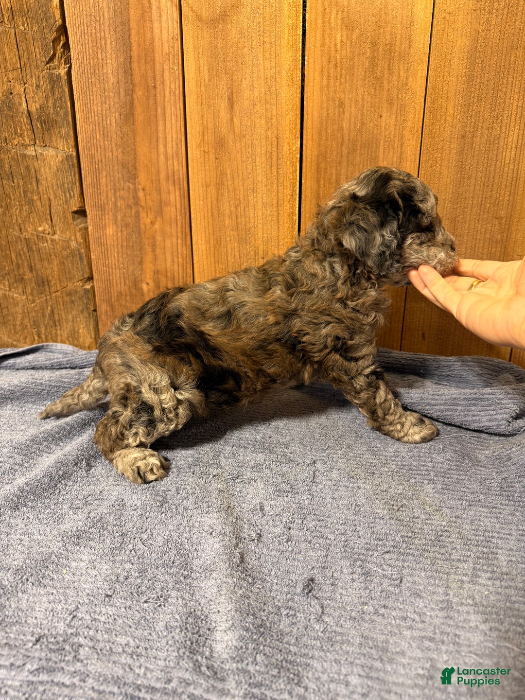 Mixed Breed dogs for sale: Medium F1b Bernedoodle - Summer - Ad 3