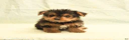 Yorkshire Terrier dogs for sale: Harry - Ad 3