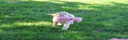 Golden Retriever dogs for sale: Gwenn - Ad 8