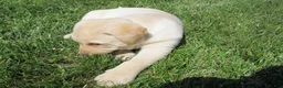 Labrador Retriever dogs for sale: Labrador Retriever Puppy 1 - Ad 8