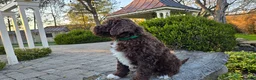Portuguese Water Dog dogs for sale: Fritz - Ad 8