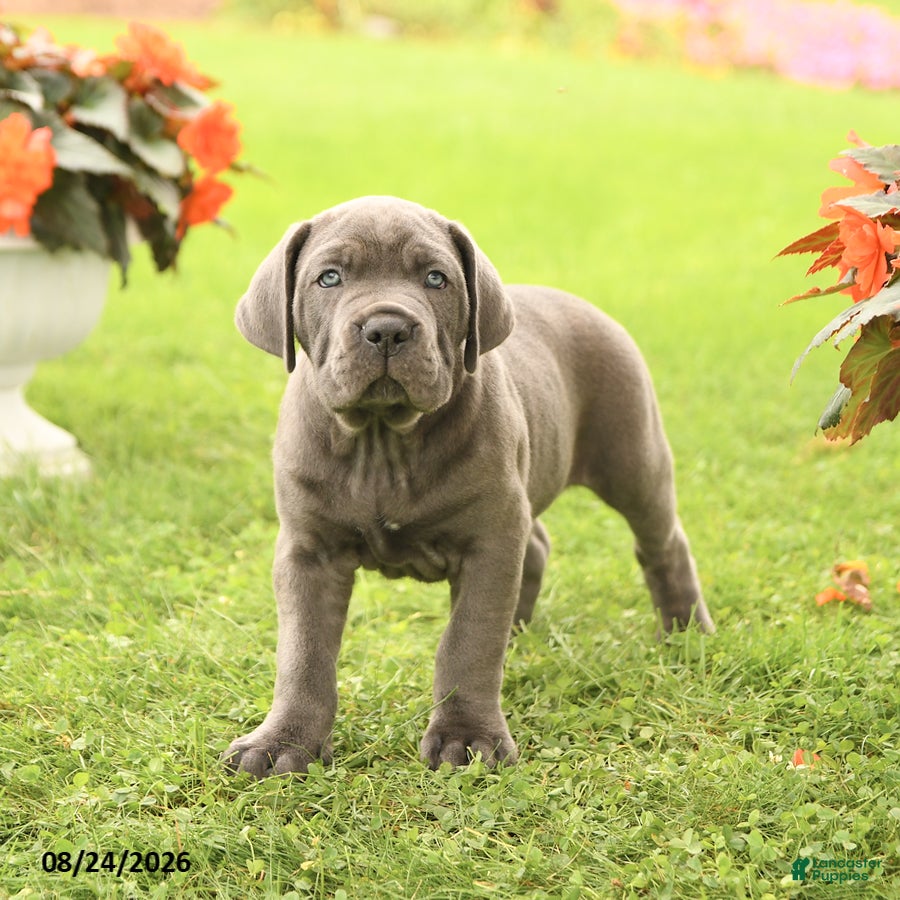 Cane Corso dogs Dirk - Ad 1