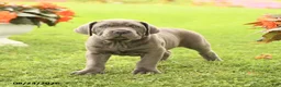 Cane Corso dogs for sale: Dirk - Ad 1