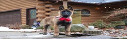 Belgian Malinois dogs for sale: Halo - Ad 3