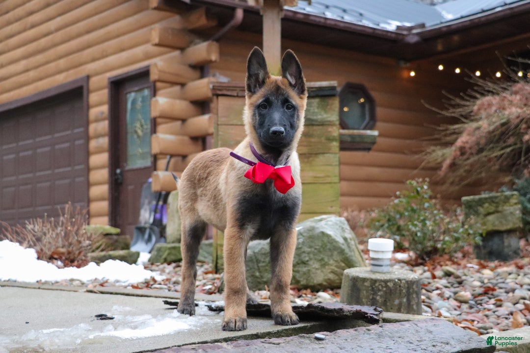 Belgian Malinois dogs for sale: Halo - Ad 3