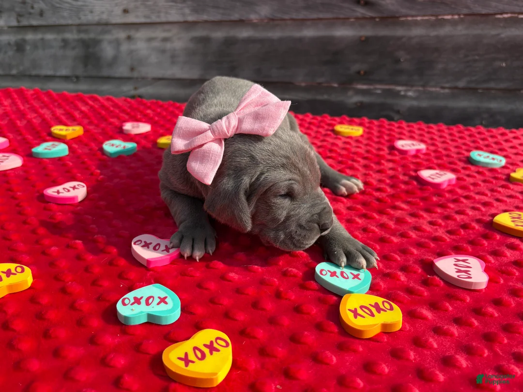 Great Dane dogs for sale: Great Dane - Pink - Ad 3