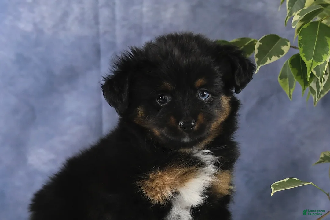 Toy Australian Shepherd dogs for sale: Brittlyn - Ad 17