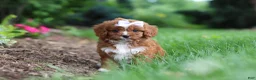 Cavapoo dogs for sale: Gracie - Ad 8