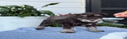 Miniature Schnauzer dogs for sale: Logan - Ad 12