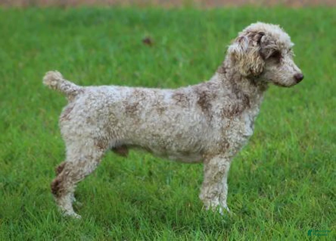 Mixed Breed dogs for sale: Ethan (toy) - Ad 6